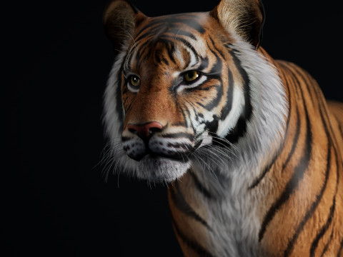 Bengal Tiger Modelo 3D