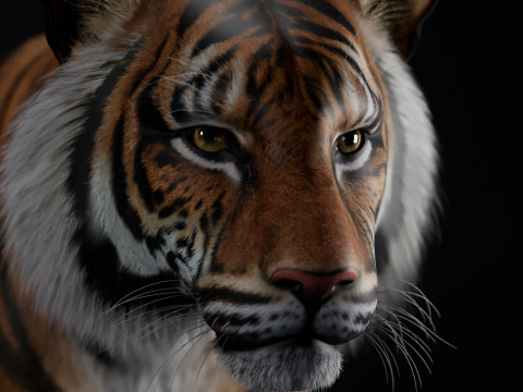 Bengal Tiger Modelo 3D