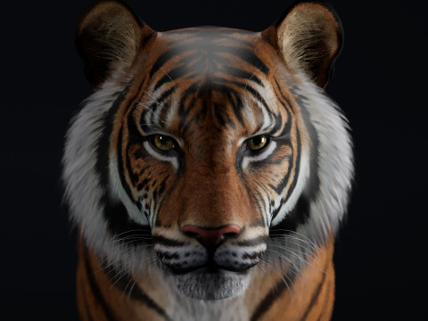 Bengal Tiger Modelo 3D