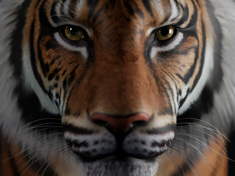 Bengal Tiger Modelo 3D