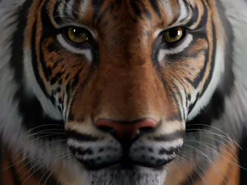 벵골호랑이 3D 모델