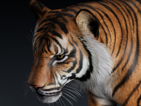 Bengal Tiger Modelo 3D