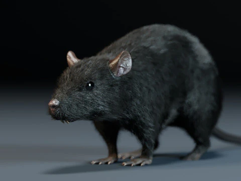 Ratte 3D Modell