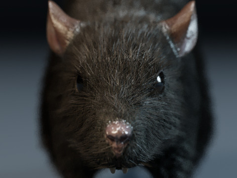 Rat Model 3D