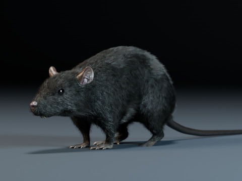 Rat Model 3D