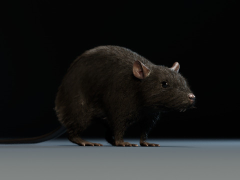 Rat Model 3D