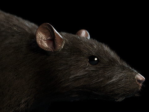 Rat Model 3D