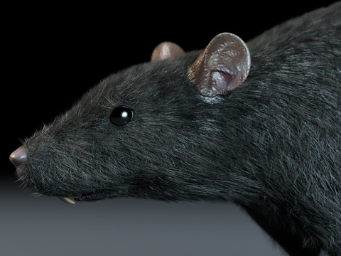 Rat Model 3D