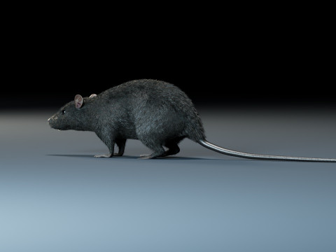 Rat Model 3D