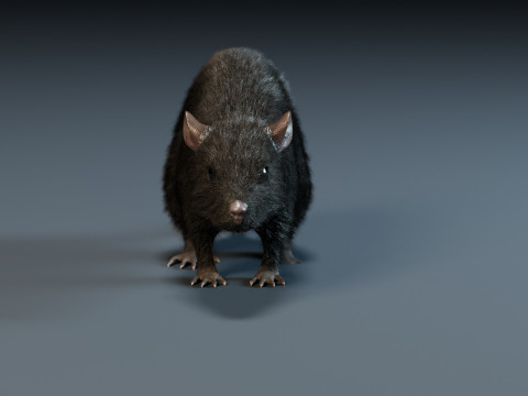 Rat Model 3D