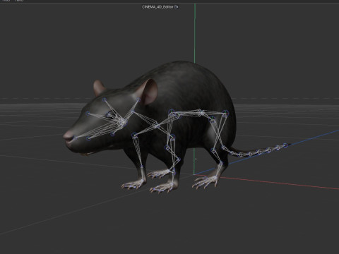 Rat Model 3D
