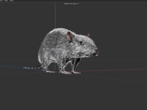 Rat Model 3D