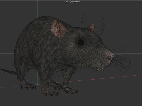 Rat Model 3D