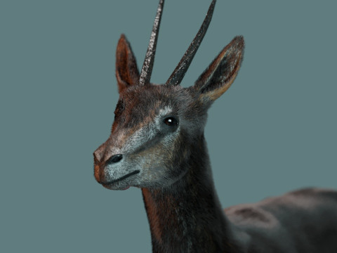 Wild Gazelle 3Dモデル