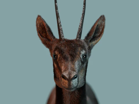Wild Gazelle 3D Model