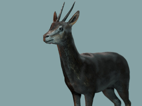 Wild Gazelle 3D Модель