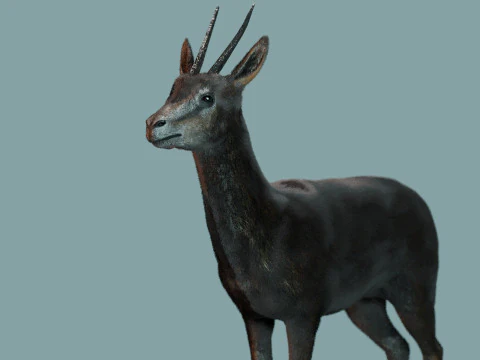 Wild Gazelle 3D Model