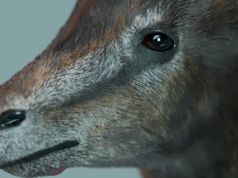 Wild Gazelle 3D Model