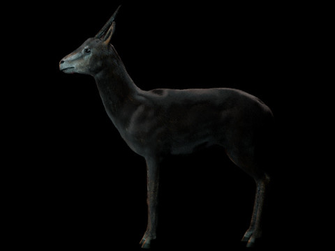 Wild Gazelle 3D Модель