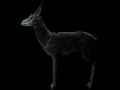 Wild Gazelle 3D Model