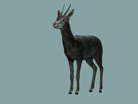 Wild Gazelle 3D Модель