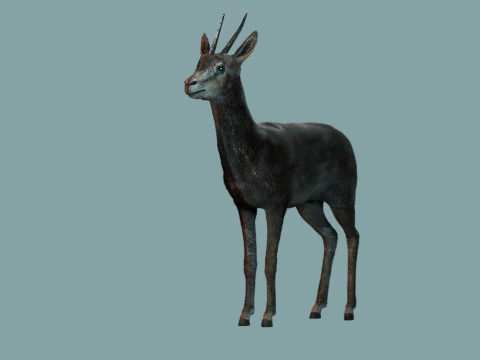 Wild Gazelle 3D Model