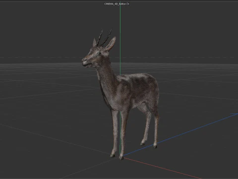 Wild Gazelle 3D Model