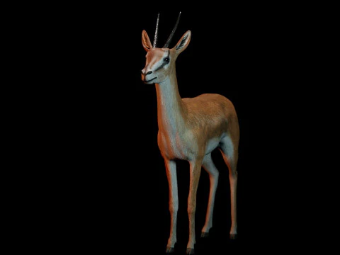 Wild Gazelle 3D Model