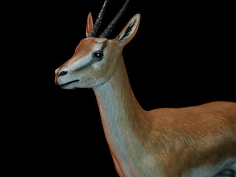 Wild Gazelle 3D Model