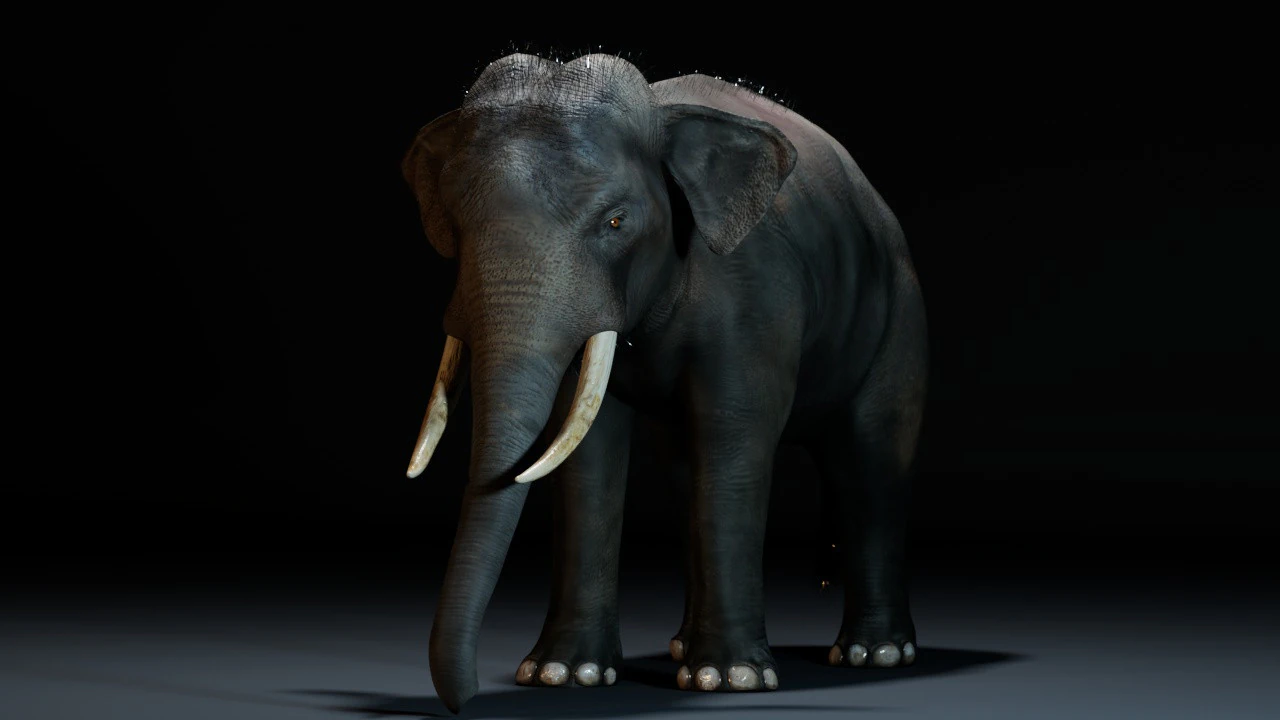 Indian Elephant 3D Model .c4d .max .obj .3ds .fbx .stl .blend 