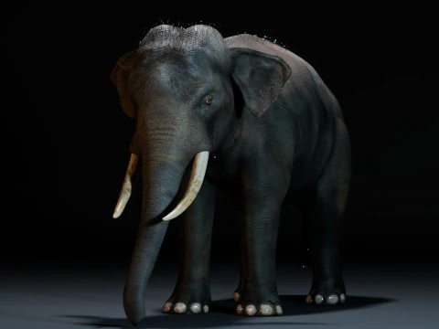 Elefante Indiano Modelo 3D
