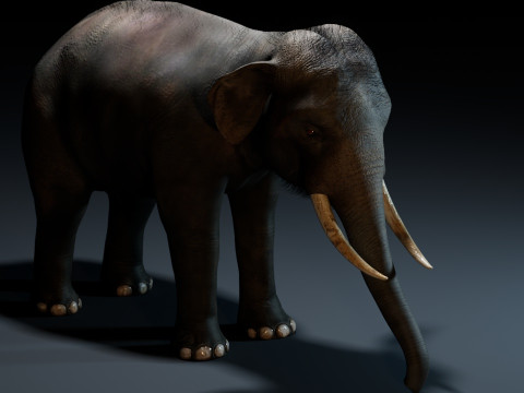 Indian Elephant 3D Model