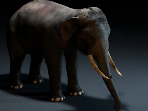 Indian Elephant 3D Model