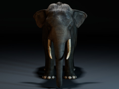 Indian Elephant 3D Model