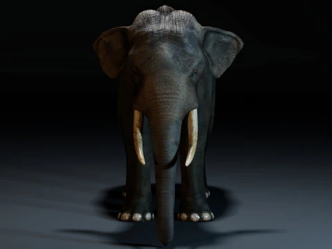 Indian Elephant 3D Model
