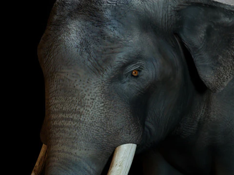 Indian Elephant 3D Model