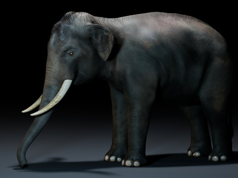 Indian Elephant 3D Model