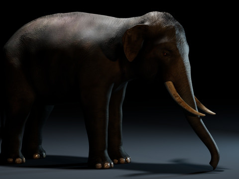 Indian Elephant 3D Model