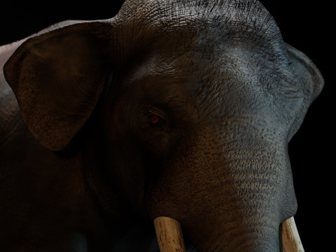 Indian Elephant 3D Model