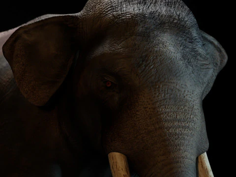 Indian Elephant 3D Model