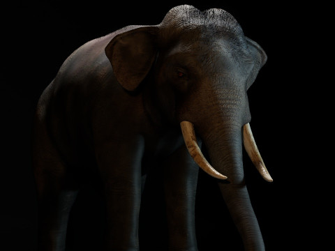 Indian Elephant 3D Model