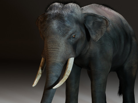 Indian Elephant 3D Model