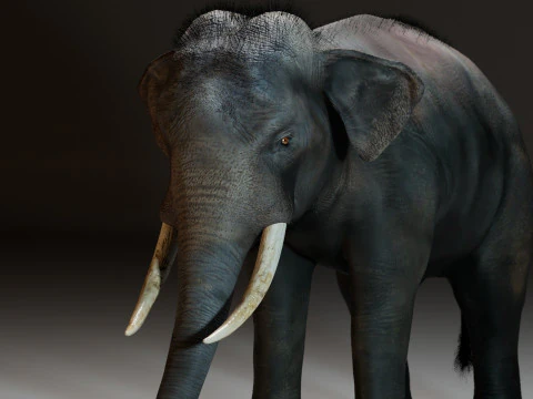 Indian Elephant 3D Model
