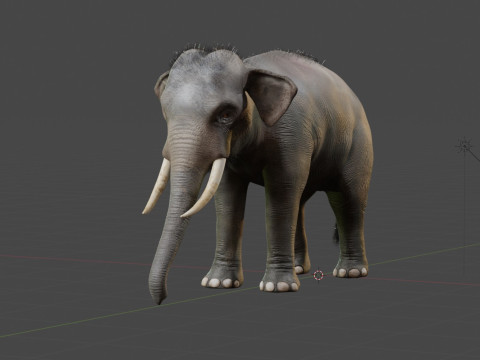 Indian Elephant 3D Model