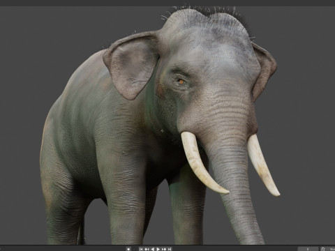 Indian Elephant 3D Model