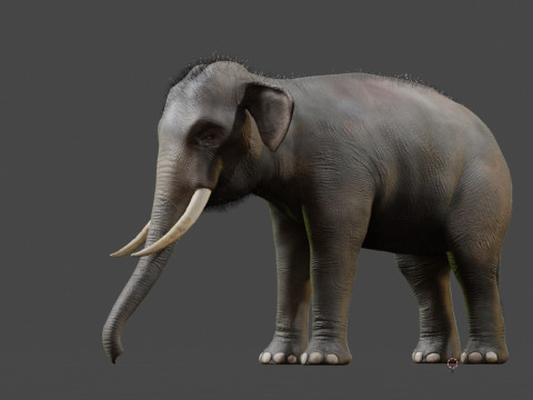 Indian Elephant 3D Model