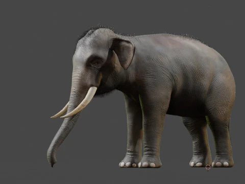Indian Elephant 3D Model