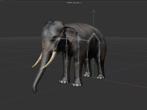 Indian Elephant 3D Model