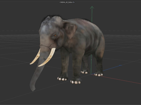 Indian Elephant 3D Model