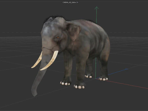 Indian Elephant 3D Model